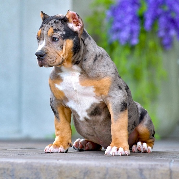 Swag Kennels Inc. Becomes Number One American Bully Kennel in the ...
