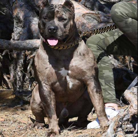 American bully dog - characteristic, appearance and pictures