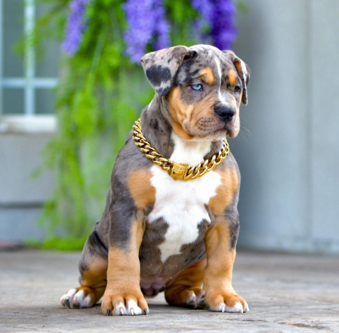 Phantom Bullies Inc. Elevates XL XXL American Bully and Pitbull PLATTE VALLEY NEWS CHANNEL NEBRASKA