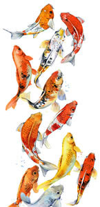 Koi Carp