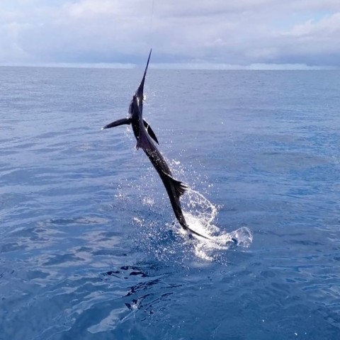 Photo of El equipo de Quepos Fishing Charters garantiza una experiencia de pesca absoluta para locales y turistas en Costa Rica